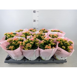 Kalanchoe blos.   ..rosebud