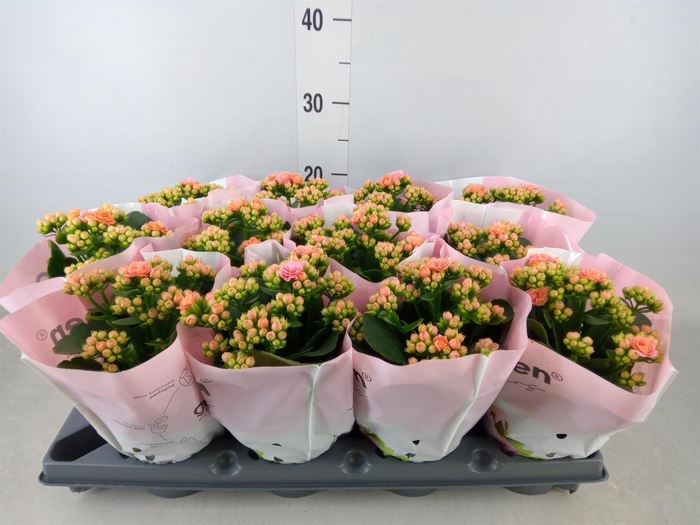 <h4>Kalanchoe blos.   ..rosebud</h4>