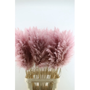 Cortaderia Super Lilac