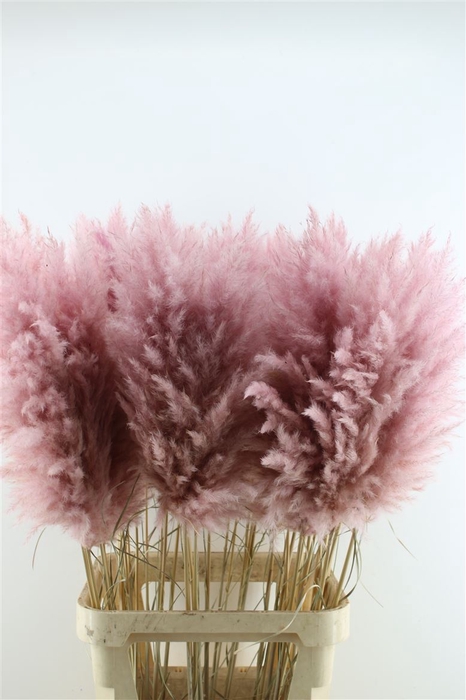 <h4>Cortaderia Super Lilac</h4>