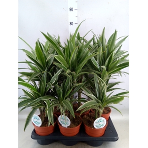 Dracaena fr de 'Warneckei'