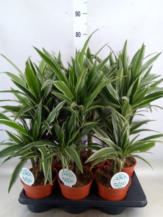 <h4>Dracaena fr de 'Warneckei'</h4>