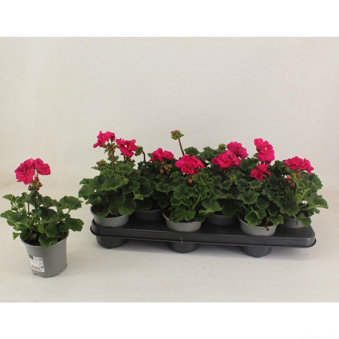 <h4>Pelargonium Zonale Toscane Klaas</h4>