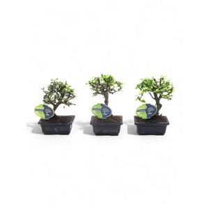 Carmona macrophylla, 12cm., broom, without drip tray