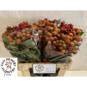 RUBUS FR CHESTER