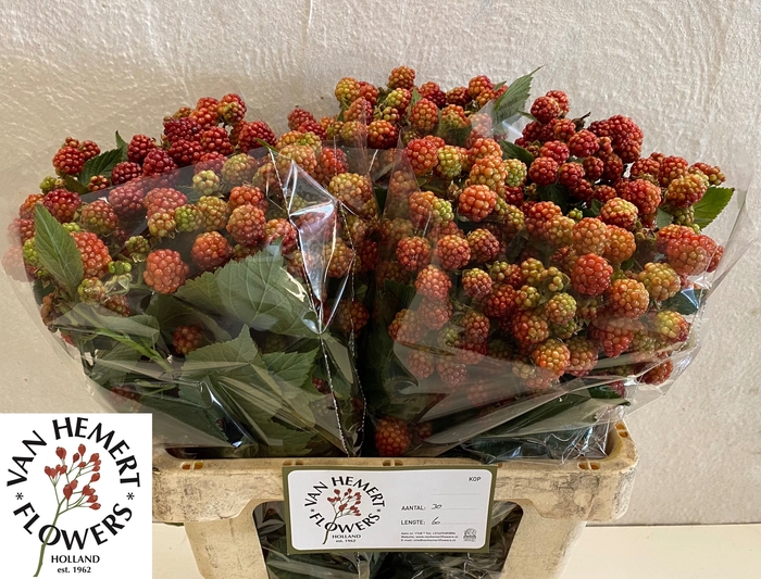 <h4>RUBUS FR CHESTER</h4>