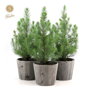 Pinus pinea 'Silver Crest' P17 in Wood