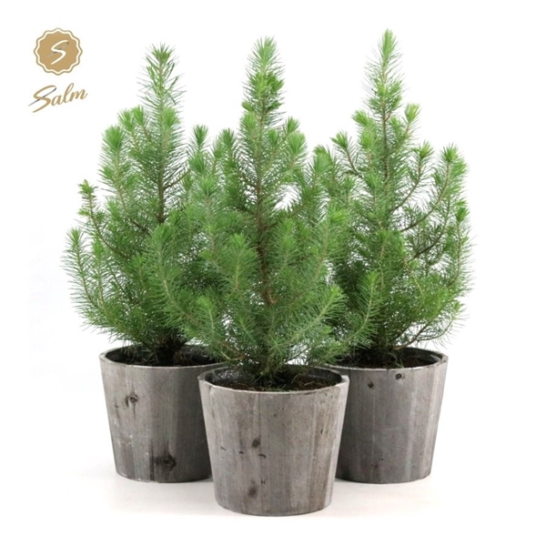 <h4>Pinus pinea 'Silver Crest' P17 in Wood</h4>