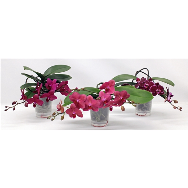 <h4>L'arrangeur D'orchidee ROOD (GROEN)</h4>