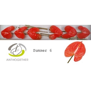 Anth A Summer 13 cm X6 Flow Pack Oosterzon