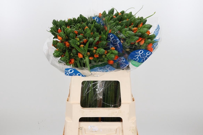 <h4>Ornit Du Sunshine</h4>