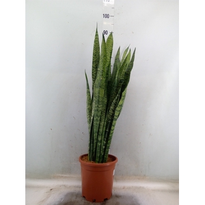 Sansevieria zeylanica