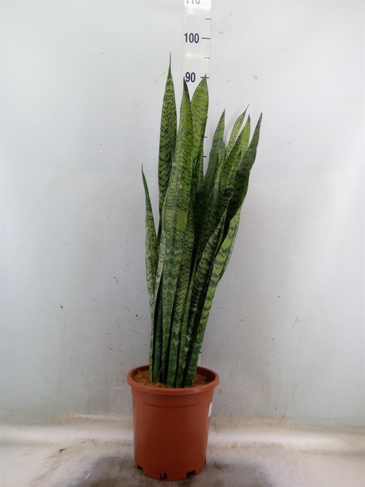 <h4>Sansevieria zeylanica</h4>