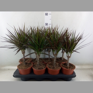 Dracaena marg. 'Magenta'