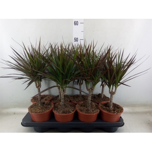 Dracaena marg. 'Magenta'