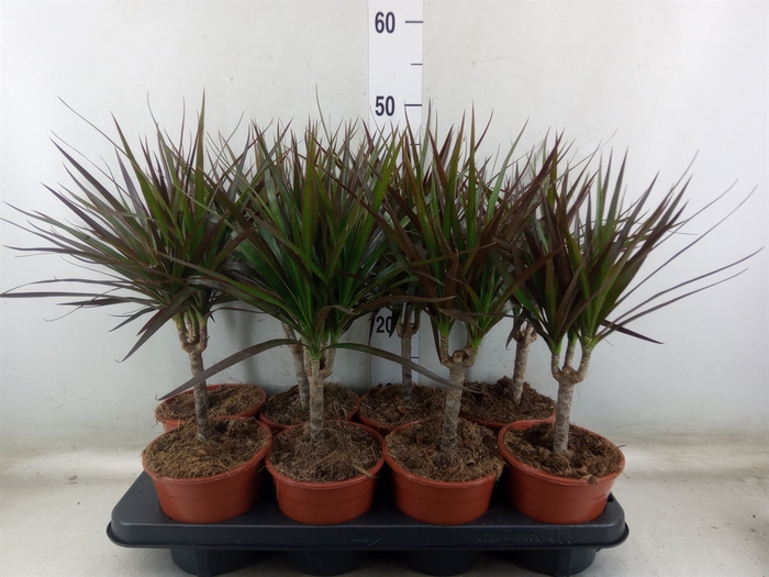 <h4>Dracaena marg. 'Magenta'</h4>