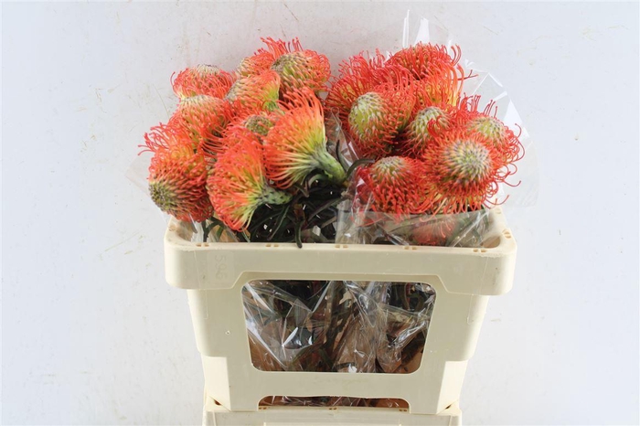 <h4>Leuco Co Succession</h4>