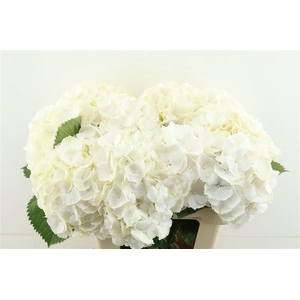 Hydr M White Verena 60-19