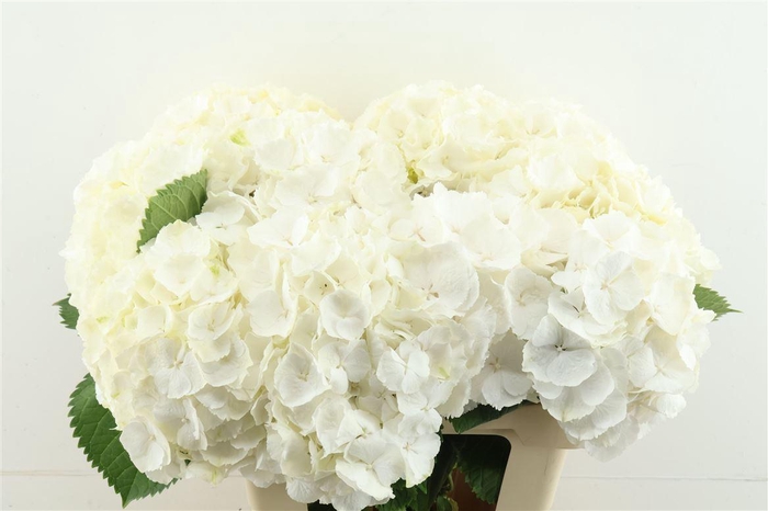 <h4>Hydr M White Verena 60-19</h4>