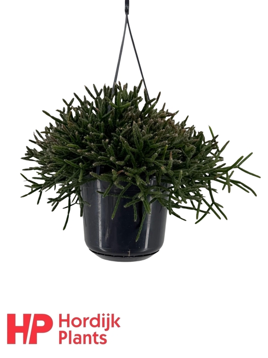 <h4>Rhipsalis burchellii P15</h4>