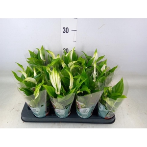 Spathiphyllum  'Pearl Cupido'