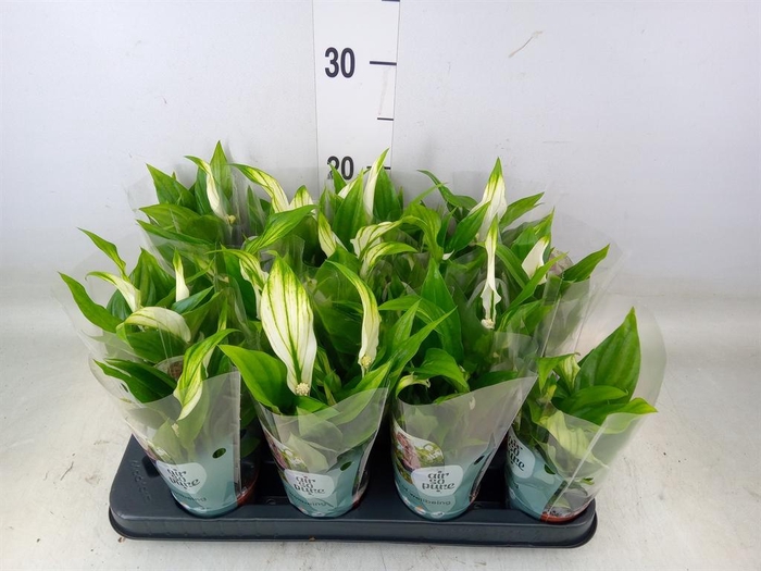 <h4>Spathiphyllum  'Pearl Cupido'</h4>
