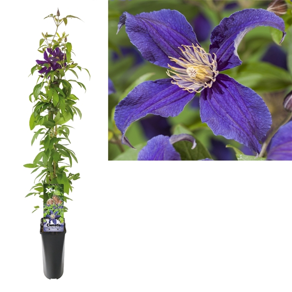 <h4>Clematis So Many® Blue Flowers PBR +light label</h4>