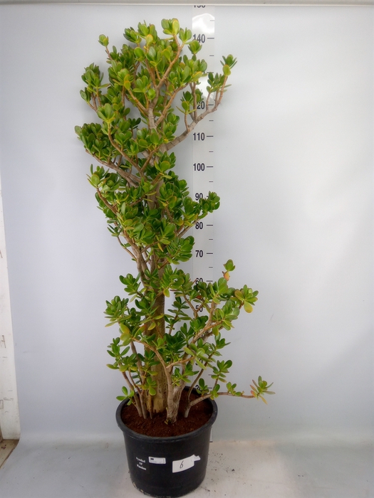 <h4>Crassula ovata</h4>