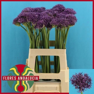 ALLIUM VIOLET BEAUTY