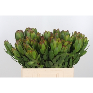 Leucadendron Saf Goldstrik