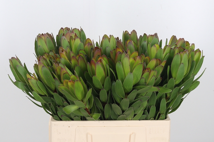 <h4>Leucadendron Saf Goldstrik</h4>