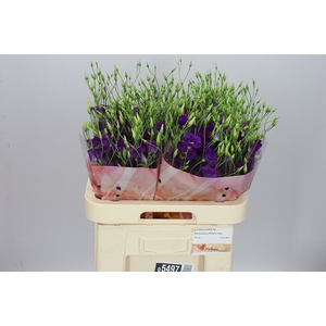Eust En Botanic Blue