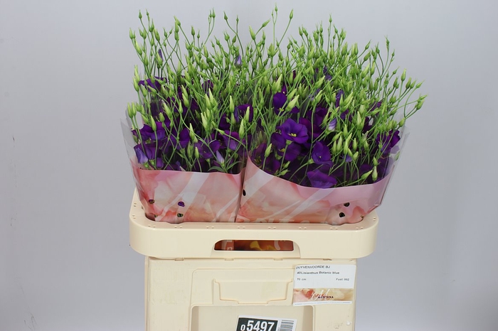 <h4>Eust En Botanic Blue</h4>