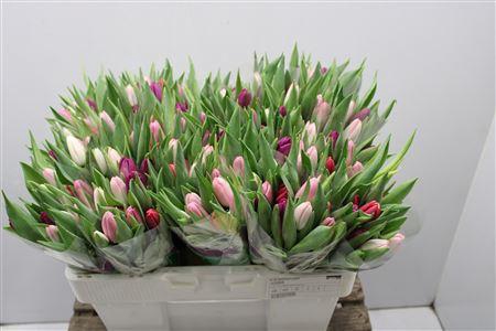 <h4>Tu En Gemengd Pastel</h4>