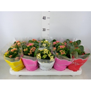 Kalanchoe blos.   ..rosebud mix  4