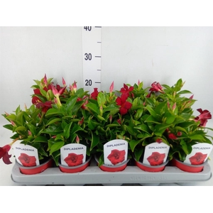 Mandevilla sand. 'Rio Deep Red'