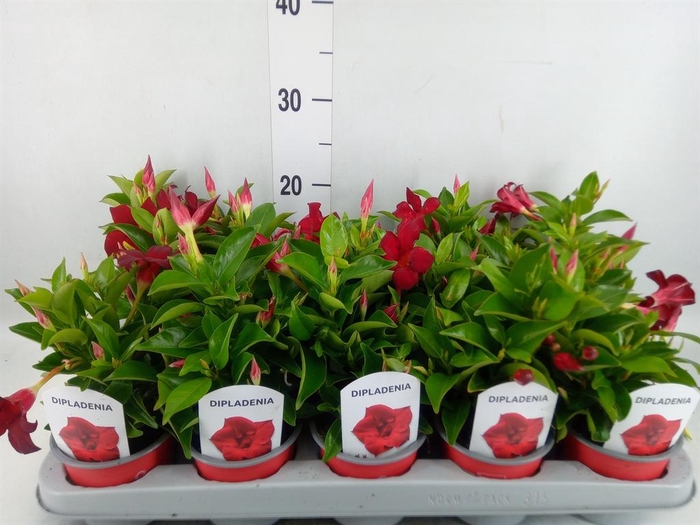 <h4>Mandevilla sand. 'Rio Deep Red'</h4>