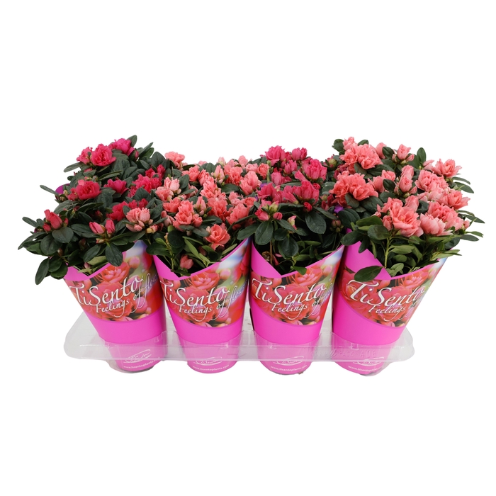 <h4>RHODO SI GEM</h4>