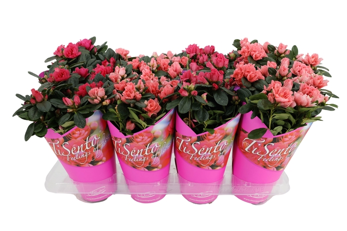 RHODO SI GEM