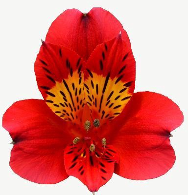 <h4>Alstr Hot Pepper</h4>