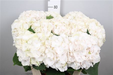 <h4>Hydr M Sw Verena</h4>