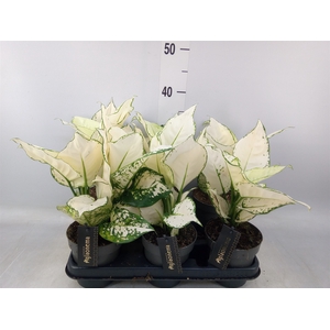 Aglaonema  'White Joy'