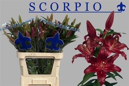 <h4>LI OR SCORPIO 2+</h4>