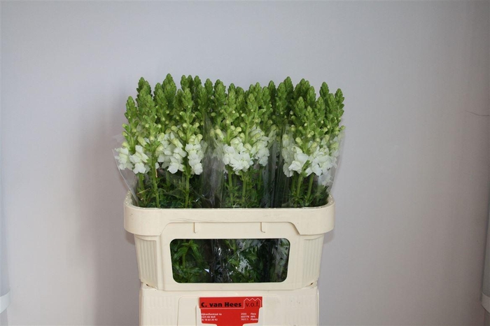 <h4>Antir Cool White</h4>