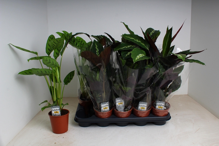 <h4>CALAT GEM 3 SRT</h4>