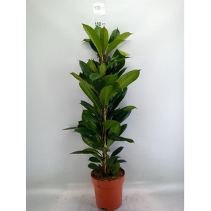 Ficus cyathistipula