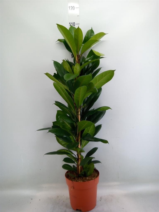 <h4>Ficus cyathistipula</h4>