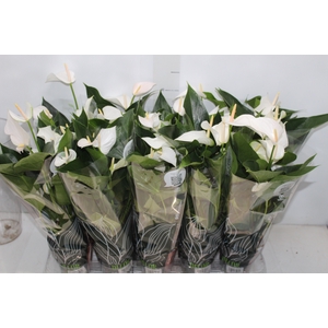 ANTHURIUM SUCCESS WHITE P12 BRANCO