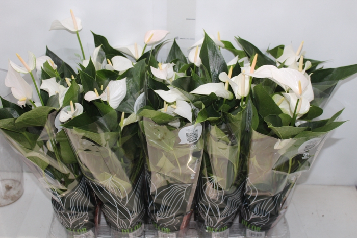 <h4>ANTHURIUM SUCCESS WHITE P12 BRANCO</h4>