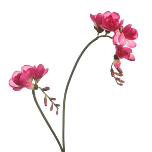 AF Freesia x2 L74cm Magenta